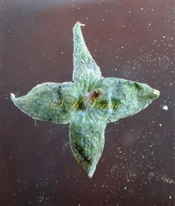  Calyx in Male Flower